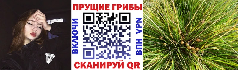 Галлюциногенные грибы мицелий  Купить  Ворсма 